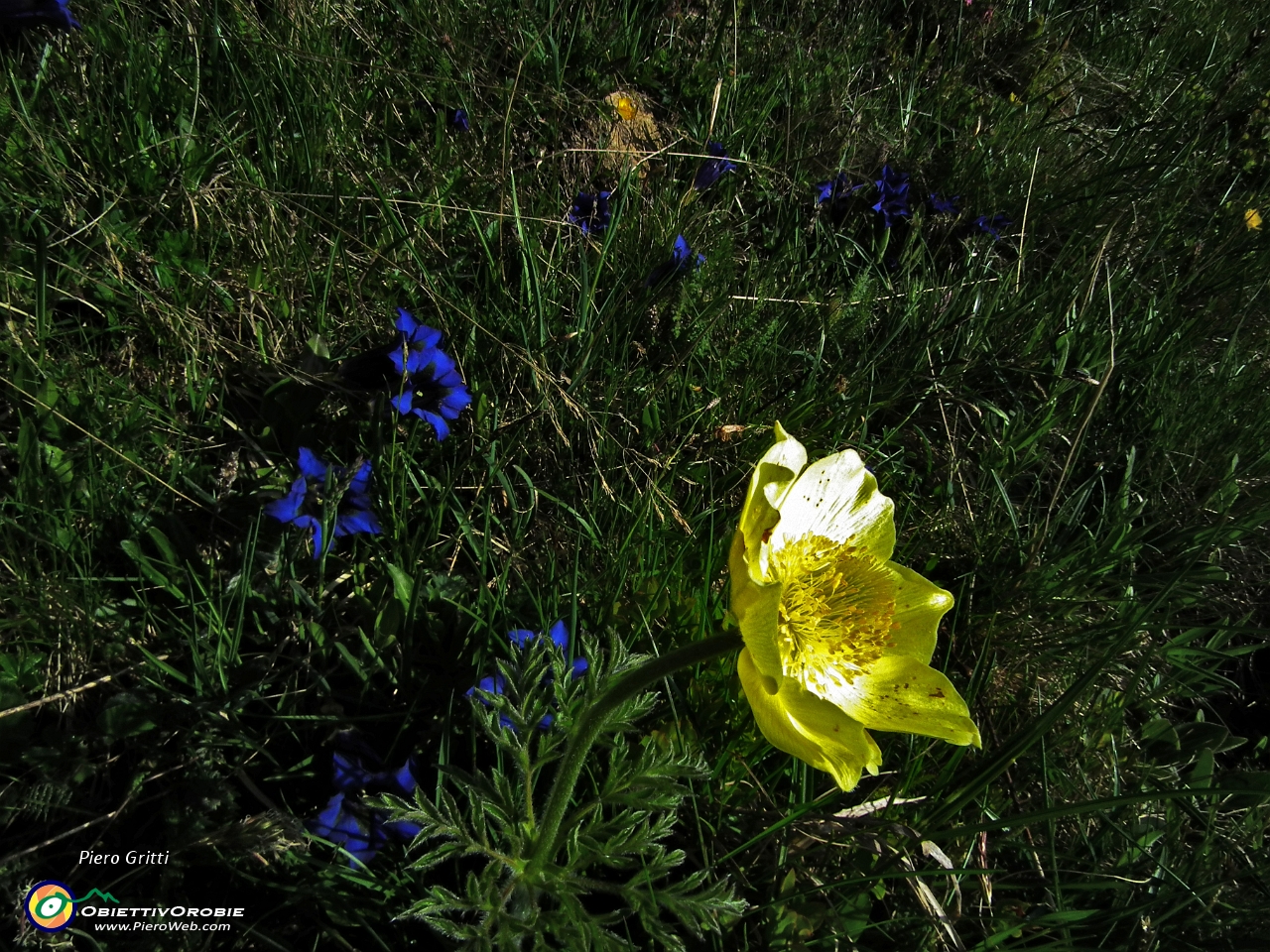 13 giallo e blu su sfondo verde !.JPG